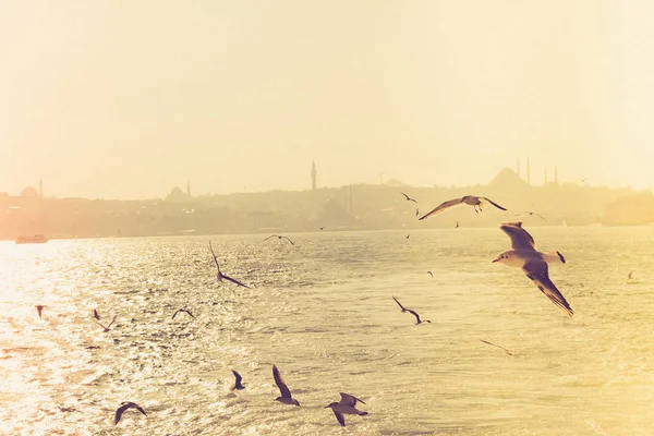 Gaivotas Voando Céu Istambul Turquia — Fotografia de Stock
