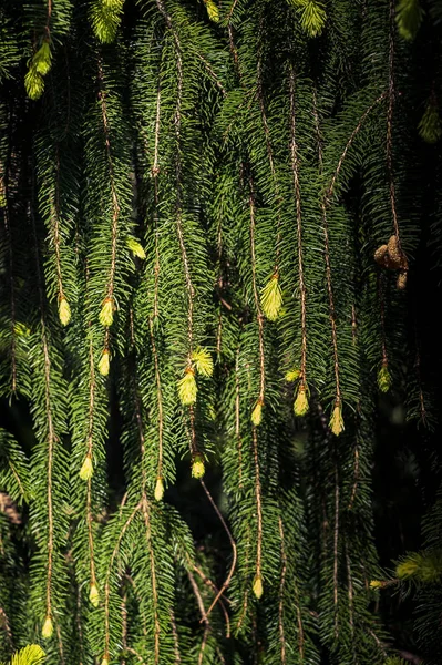 Part Green Pine Tree Closeup — Stock Photo, Image