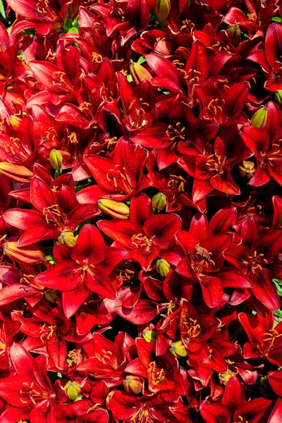 Blühende Schöne Lilienblüten Als Floraler Hintergrund — Stockfoto