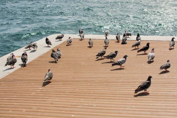 美丽的鸽子在博斯普鲁斯海峡 — 图库照片