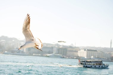 Arka plan olarak mavi gökyüzünde uçan tek bir martı.