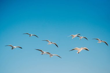 Arka plan olarak mavi gökyüzünde uçan martı.