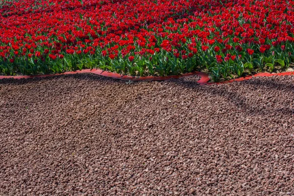 Tulipanes Color Rojo Floreciendo Jardín Primavera — Foto de Stock