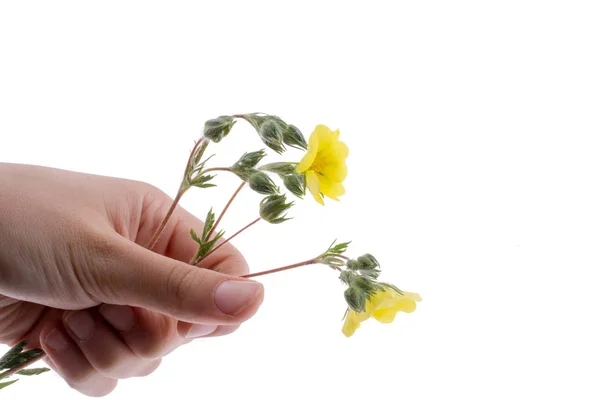 Mano Sosteniendo Una Flor Amarilla Sobre Fondo Blanco —  Fotos de Stock