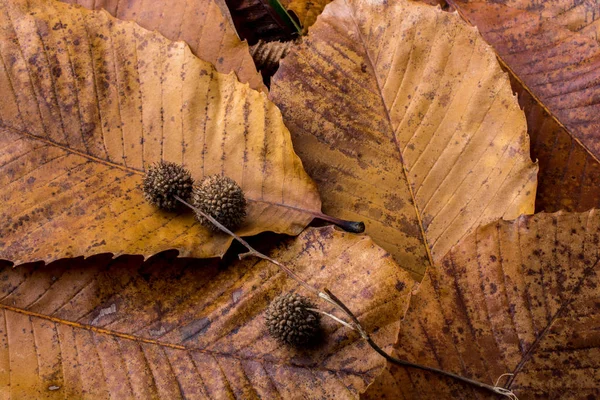 Trockenes Blatt Das Auf Anderen Blättern Als Herbstlicher Hintergrund Herausragt — Stockfoto