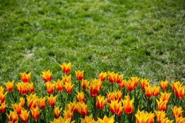 Bahçede turuncu renkli lale çiçekleri açar.