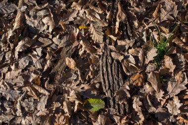 Sonbahar mevsiminin yapraklı desenli arka planı