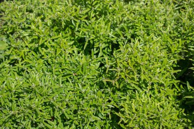 Arkaplan olarak yeşil ağaç yaprakları