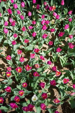 Çiçek arkaplanı olarak çiçek açan renkli lale çiçekleri