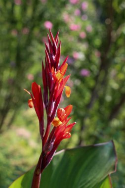 Doğa arka planında güzel taze Iris çiçekleri