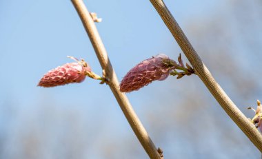 Renkli açan yabani bahar çiçekleri