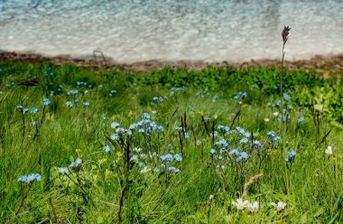 Çiçek açan kır çiçeklerine yakın plan, doğal arka plan.