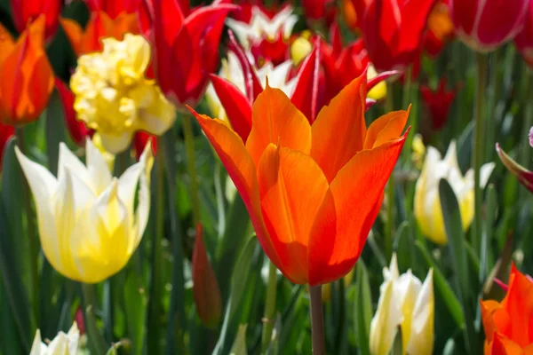 Tulipes Couleur Orange Fleurissant Dans Jardin Printemps — Photo