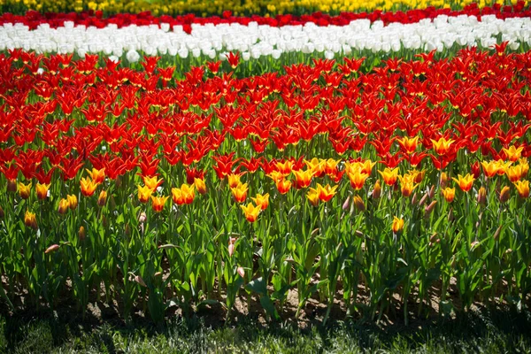 Red color tulips blooming in spring garden