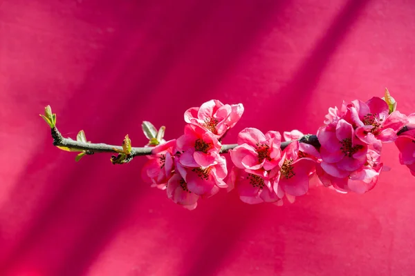 Baumblüte Blühen Schöne Blumen Auf Einem Hintergrund — Stockfoto