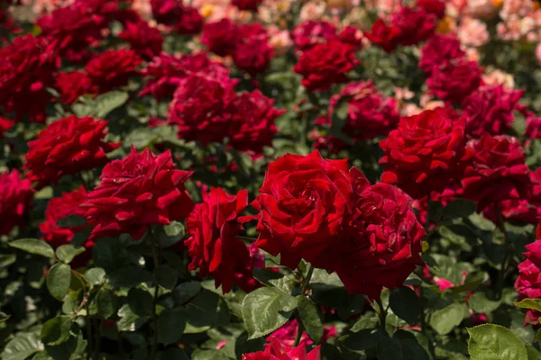 Bloeiende Prachtige Bos Rozen Voorjaarstuin — Stockfoto