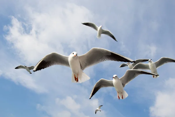 Seagulls Flying Sky Sea Waters — Stock Photo, Image