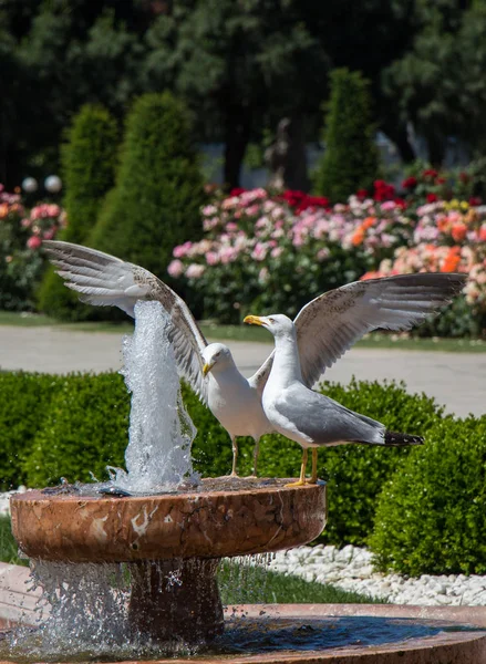 Möwe Brunnen Rosengarten — Stockfoto