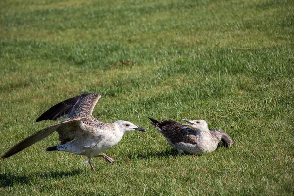 Beautiful Seaside Bird Seagulls Green Grass — Stock Photo, Image