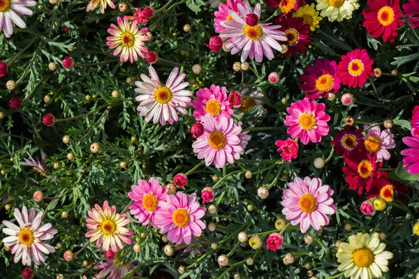 Floração Colorida Flores Primavera Selvagem — Fotografia de Stock