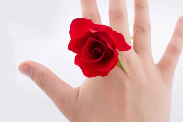 Hand Holding Red Rose White Background Stock Picture