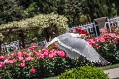 Parkta gül taşıyan tek bir martı.