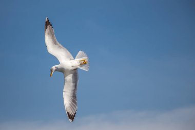Arka plan olarak bulutlu bir gökyüzünde uçan tek bir martı.