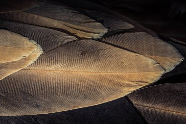 Dekoratif amaçlar için güzel kuş tüyleri