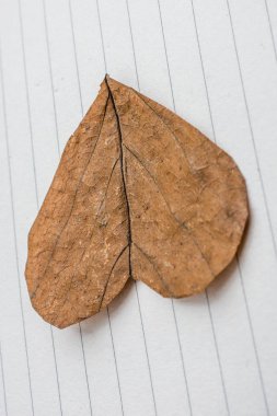 Kalp şeklinde yaprak kağıt üzerinde yerleştirilen kesme