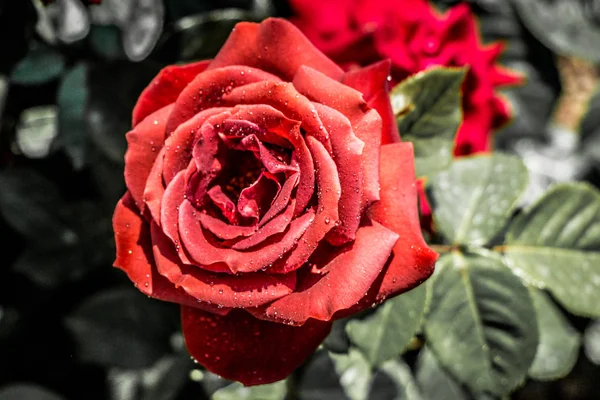 Красивый Красочный Цветок Розы Фоне Сада — стоковое фото