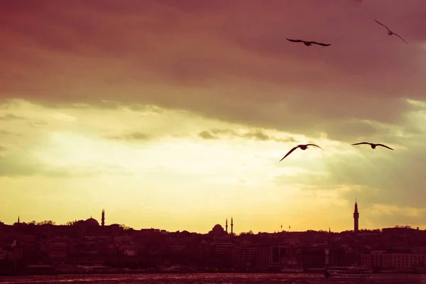 Gaviotas Volando Cielo Estambul Turquía — Foto de Stock