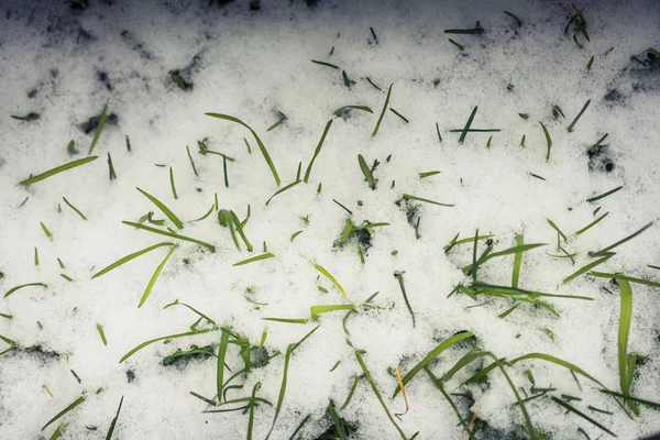 Трава Поднимается Через Слой Снега Холодную Зиму — стоковое фото