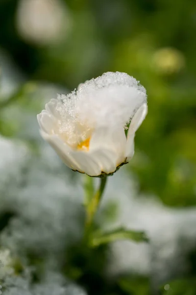 Frühe Blüten Des Frühlings Unter Schnee Garten — Stockfoto