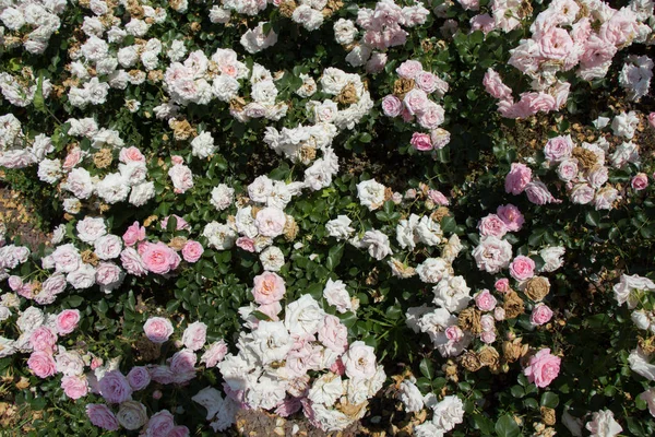 Bloeiende Mooie Kleurrijke Rozen Als Bloemen Achtergrond — Stockfoto