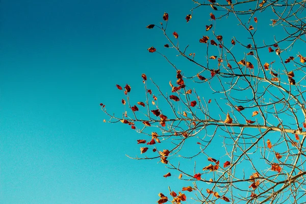 Autumn Tree Leaves Texture Background — Stock Photo, Image