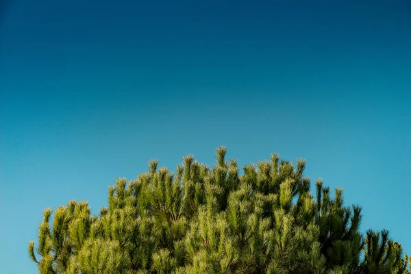 Vrchní Část Listů Stromů Větvemi Výhledem Oblohu — Stock fotografie