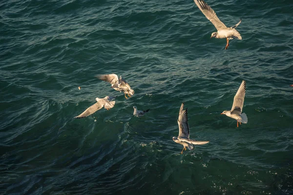 Gaivotas Estão Sobre Sobre Águas Mar — Fotografia de Stock