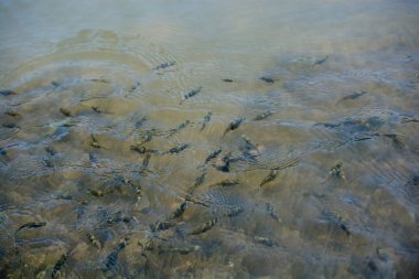 Havuzda yüzen güzel renkli balıklar.