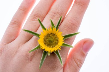 Sarı beyaz bir arka plan ayçiçeği tutan el