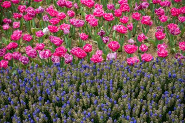Bahar bahçesinde renkli lale çiçekleri açar.