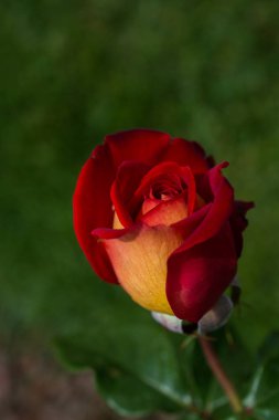 Bahçe arka planında güzel renkli gül çiçeği