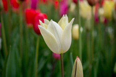 Bahar bahçesinde renkli lale çiçekleri açıyor.