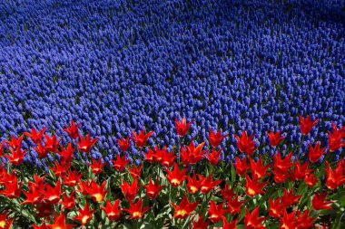 Renkli bir arkaplan olarak açan bahar çiçekleri