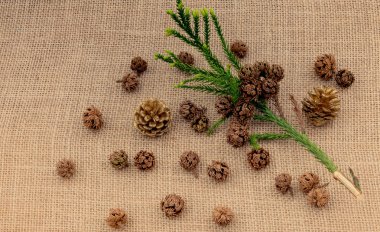 Çadır kapsülleri, kapsüller ve çam kozalakları.