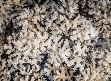 Pazar yerinde bulunan deniz süngerleri koleksiyonu