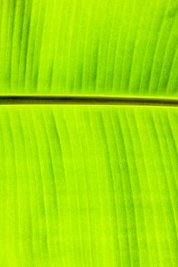 Bahar mevsimi bir ayrı yeşil yaprak