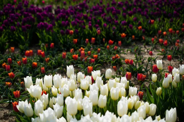 Frische Weiße Tulpen Der Natur Frühling — Stockfoto