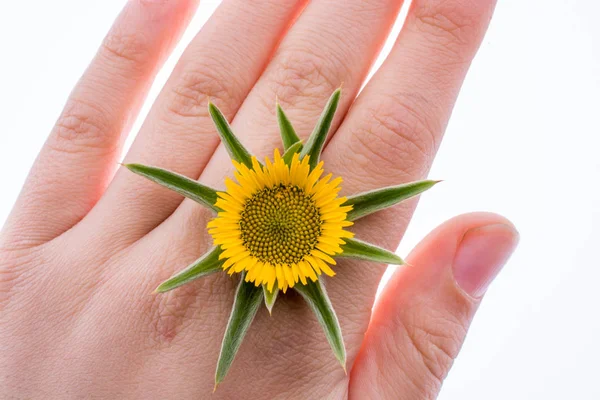 Hand holding yellow sunflower on a white background