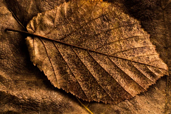 秋の背景として他の葉の優れた乾燥葉 — ストック写真