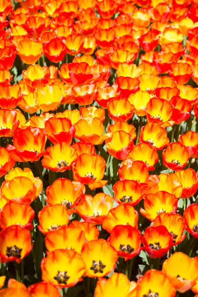 Fiori Tulipano Colore Arancione Fioriscono Giardino — Foto Stock